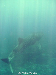 This was a small male whale shark, he was cruising the co... by Chloe Taylor 